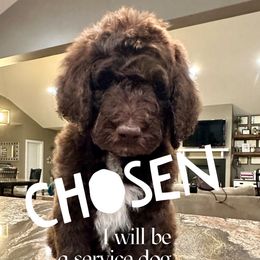 Mowgli - male Newfypoo puppy in Jackson, Missouri from Two Sisters Ranch, LLC
