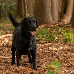 Labrador Retrievers from Queen City Labradors