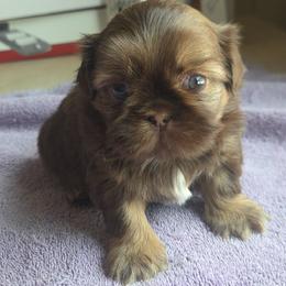 Girl 2 - Tricolor female Shih Tzu puppy in Houston, Texas from Shih Tzu Houston
