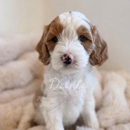 Atlas - Apricot male Goldendoodle puppy in Gilbert, Arizona from Doodle Bliss
