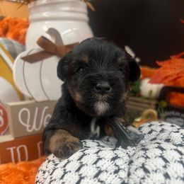Noelle - Black and silver female Miniature Schnauzer puppy in Grayson, Kentucky from Seventh Heaven Schnauzers