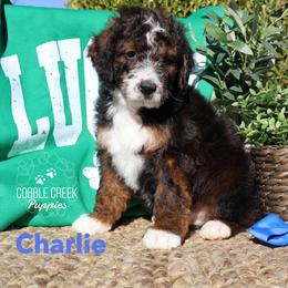 Charlie - Sable male Bernedoodle puppy in Heyworth, Illinois from Cobble Creek Puppies