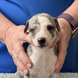 Girl Three - Fawn brindle female Whippet puppy in Williamsport, Pennsylvania from Willowisp Whippets