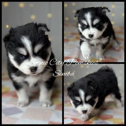 Simba - Black and white male Pomsky puppy in Rossville, Georgia from Scenic City Pomskies