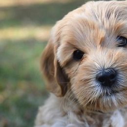 Australian Labradoodles from Willow Ridge Labradoodles