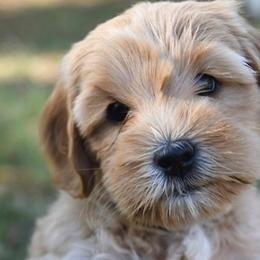 Australian Labradoodles from Willow Ridge Labradoodles