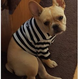 French Bulldog puppies from Adorabullz by Sognare French Bulldogs