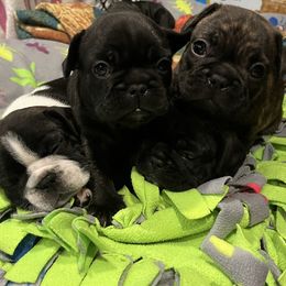 French Bulldogs from Frenchie Tempest