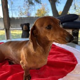 Rip - Dachshund