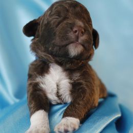 Lagotto Romagnolo Puppies from Morena