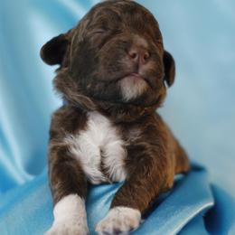 Lagotto Romagnolo Puppies from Morena