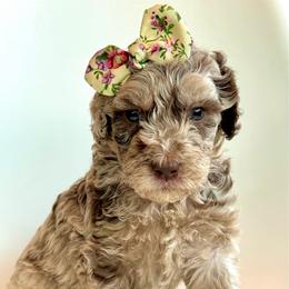 Syrup - Merle female Goldendoodle puppy in Pulaski, Tennessee from Doodle My Heart
