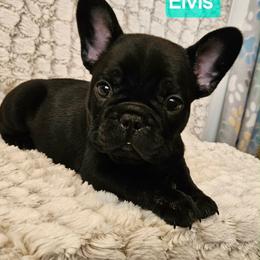 Elvis - Blue male French Bulldog puppy in Neosho, Missouri from K2S Frenchies