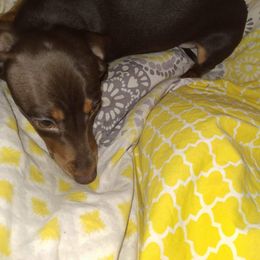 Dachshund Puppies from Linda Parcell