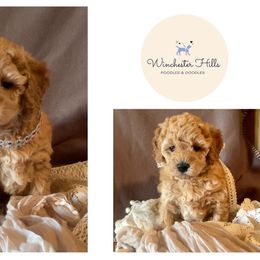 Goldendoodle and Poodle Puppies from Winchester Hills Poodles and Doodles