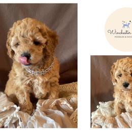 Goldendoodle and Poodle Puppies from Winchester Hills Poodles and Doodles