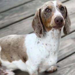 Cooper - Dachshund