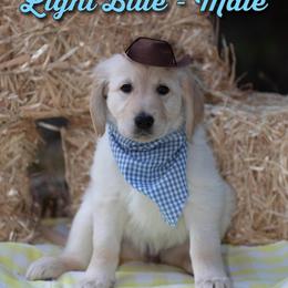 Golden Retriever Puppies from Valley County Goldens