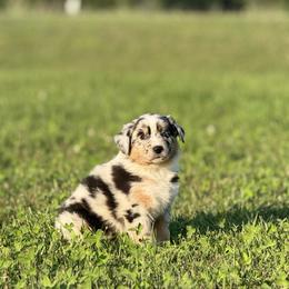 Snap - Blue merle female Australian Shepherd puppy in Argyle, Iowa from Country Time Kennels