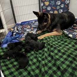 River - Black and red female German Shepherd puppy in Charlottesville, Virginia from AB_Elite_GSD
