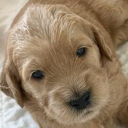 ANYA - Red  female Goldendoodle puppy in Porter Ranch, California from Jasperdoodle.com