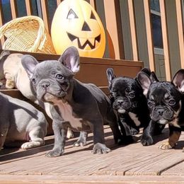 French Bulldog Puppies from Wind Ridge Frenchies