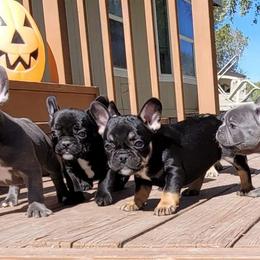 French Bulldog Puppies from Wind Ridge Frenchies