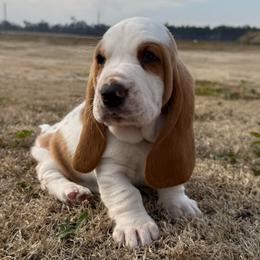 Grey collar - Lemon and white male Basset Hound puppy in Douglas, Georgia from Huffer Hounds and Havanese