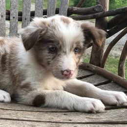Border Collie Puppies from By Design Farm