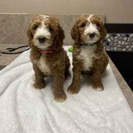 Bernedoodle and Goldendoodle Puppies from Heartfelt GoldenDoodles