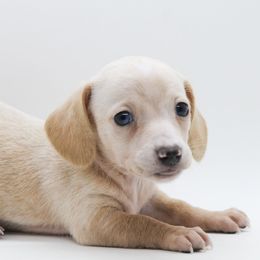 Male 6 - Red male Dachshund puppy in Childress, Texas from Taylor Farms