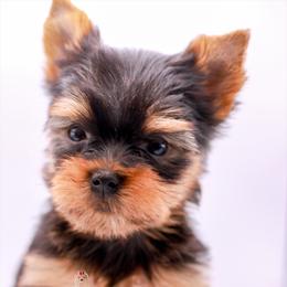 Yorkshire Terrier Puppies from Essence of Grace Yorkies