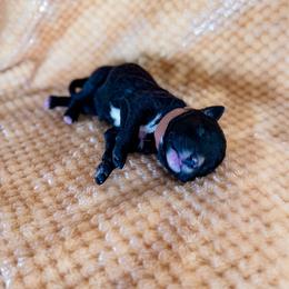Flower - Black female Labradoodle puppy in Elizabeth City, North Carolina from Howdy Doodles