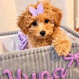 Yuna - Brown female Maltipoo puppy in Nokomis, Florida from Sunset Farm Florida