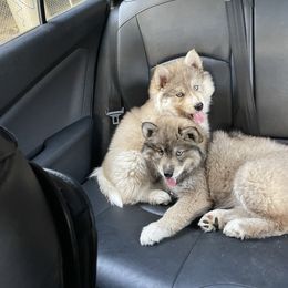 Siberian Husky puppies from Addison Grove Huskies