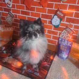 PEPPER - Pomeranian
