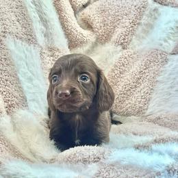 Plumette - Chocolate female Dachshund puppy in Casper, Wyoming from Daisy's Doxies & Doodles