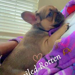 Cardi - Brindle female French Bulldog puppy in Newport News, Virginia from Emotional Support Babies