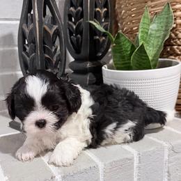 Tucker - Black and white male Shih Tzu puppy in Lexington, North Carolina from SCS Shih Tzus