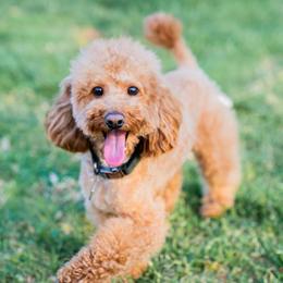 Max - Poodle