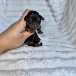 Torch - Red male Dachshund puppy in Ceres, California from Rockin' M’s LilBitty Dachshunds (LBD)
