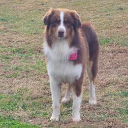 Lucky - Australian Shepherd