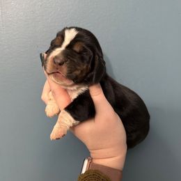 Lord Voldemort - Black white and brown male Basset Hound puppy in Leroy, Michigan from Iron Sentry Farms