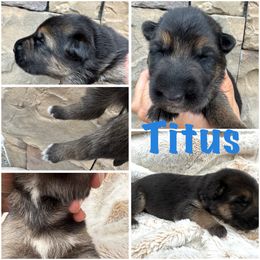 Titus - Black and red male German Shepherd puppy in Graham, Washington from Wildeflecken Shepherds