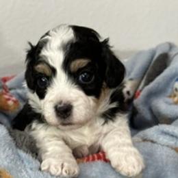 Obye - Black and white male Havanese puppy in North Richland Hills, Texas from A Royal Havanese Court