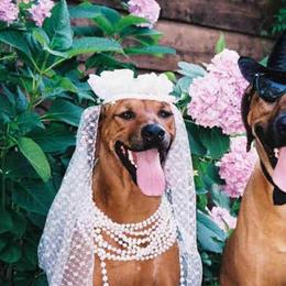 Rhodesian Ridgebacks from Mardi Gras Rhodesian Ridgebacks