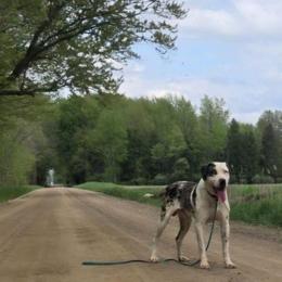 Peach Tree's Brewster - Catahoula Leopard Dog