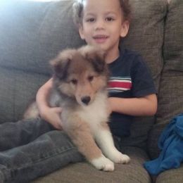 Shetland Sheepdog Puppies from September Morning Shelties