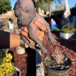 Girl 1 - Black female Xoloitzcuintli puppy in Lakeview, California from Xchaman Xoloitzcuintli