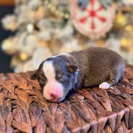 Boy 1 - male Miniature American Shepherd puppy in from 3 Barrels Farms, LLC